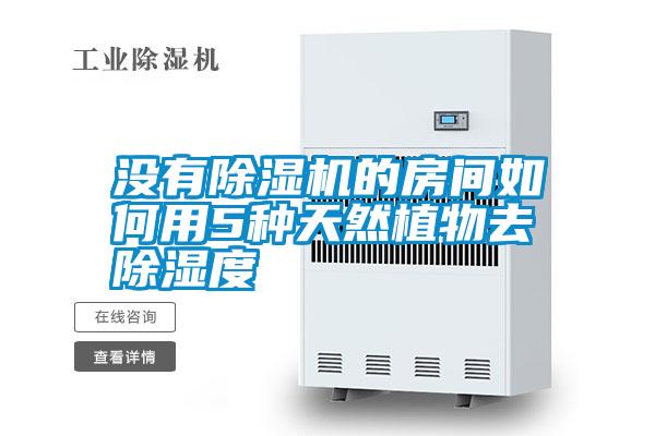 沒(méi)有除濕機的房間如何用5種天然植物去除濕度