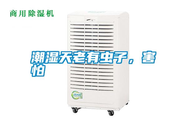 潮濕天老有蟲(chóng)子，害怕