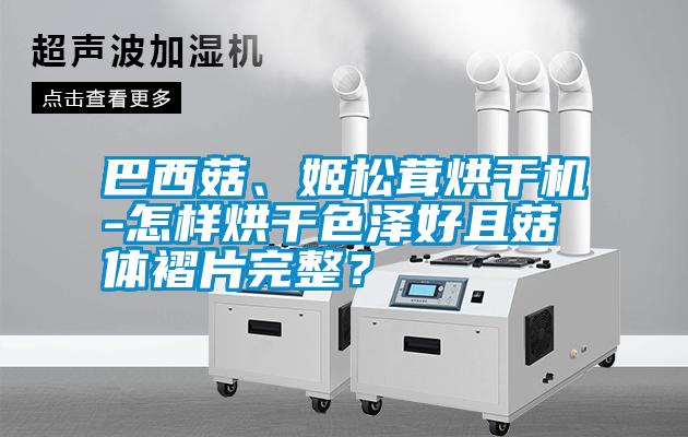 巴西菇、姬松茸烘干機-怎樣烘干色澤好且菇體褶片完整？