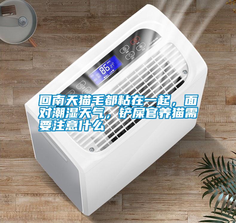 回南天貓毛都粘在一起，面對潮濕天氣，鏟屎官養貓需要注意什么