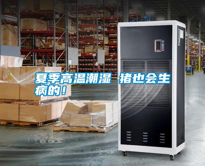 夏季高溫潮濕 豬也會(huì )生病的！