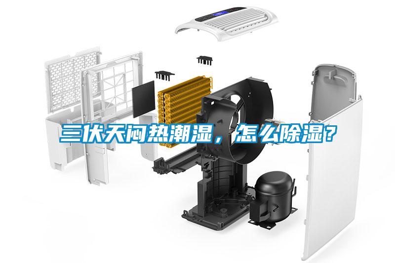 三伏天悶熱潮濕，怎么除濕？