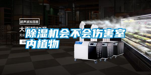 除濕機會(huì )不會(huì )傷害室內植物