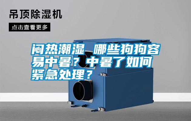 悶熱潮濕 哪些狗狗容易中暑？中暑了如何緊急處理？