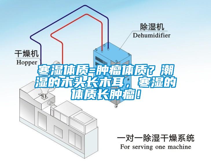 寒濕體質(zhì)=腫瘤體質(zhì)？潮濕的木頭長(cháng)木耳，寒濕的體質(zhì)長(cháng)腫瘤！