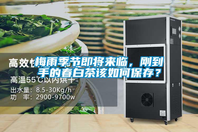 梅雨季節即將來(lái)臨，剛到手的春白茶該如何保存？
