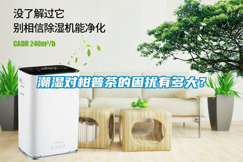 潮濕對柑普茶的困擾有多大？