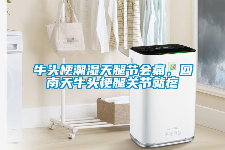 牛頭梗潮濕天腿節會(huì )痛，回南天牛頭梗腿關(guān)節就疼