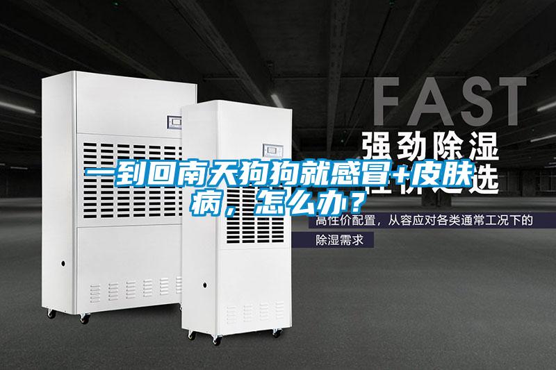 一到回南天狗狗就感冒+皮膚病，怎么辦？