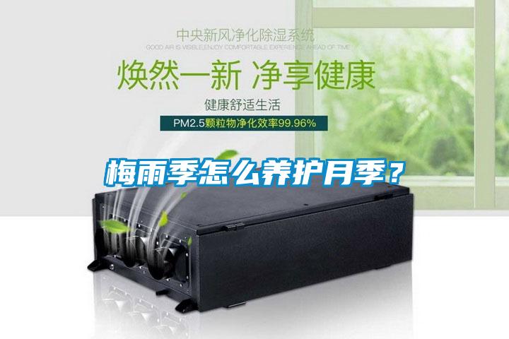 梅雨季怎么養護月季？
