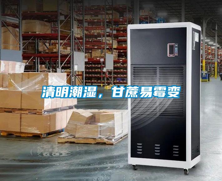清明潮濕，甘蔗易霉變