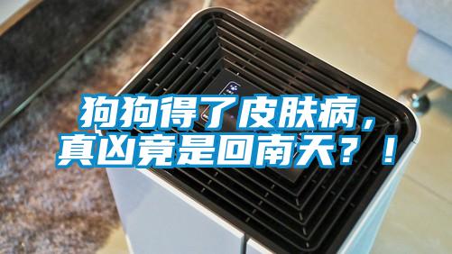 狗狗得了皮膚病，真兇竟是回南天？！
