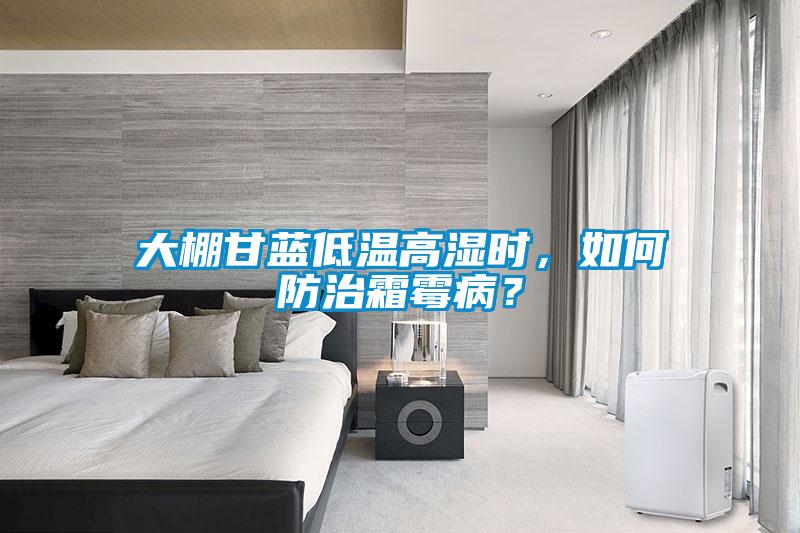 大棚甘藍低溫高濕時(shí)，如何防治霜霉??？