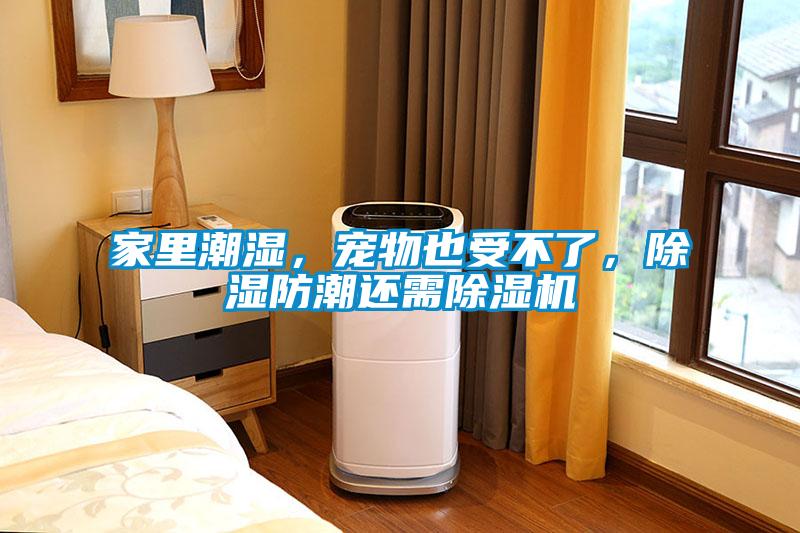 家里潮濕，寵物也受不了，除濕防潮還需除濕機