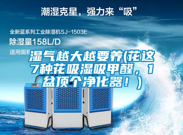 濕氣越大越要養(花這7種花吸濕吸甲醛，1盆頂個(gè)凈化器！)