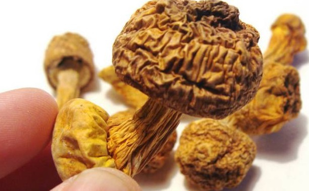 巴西菇、姬松茸烘干機-怎樣烘干色澤好且菇體褶片完整？